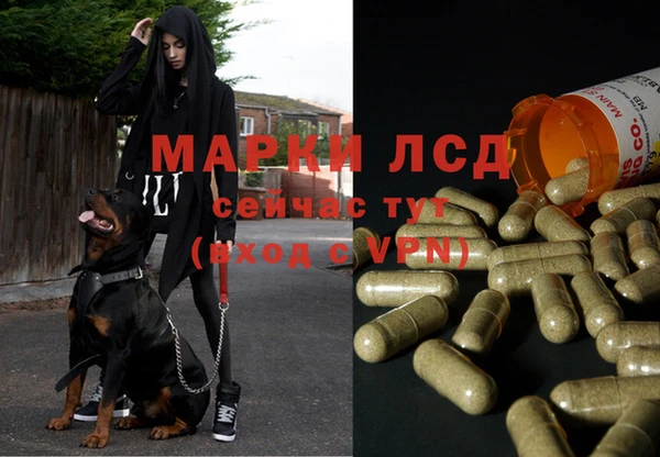 прущие грибы Алексин