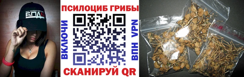 цена   Стародуб  Псилоцибиновые грибы Psilocybe 